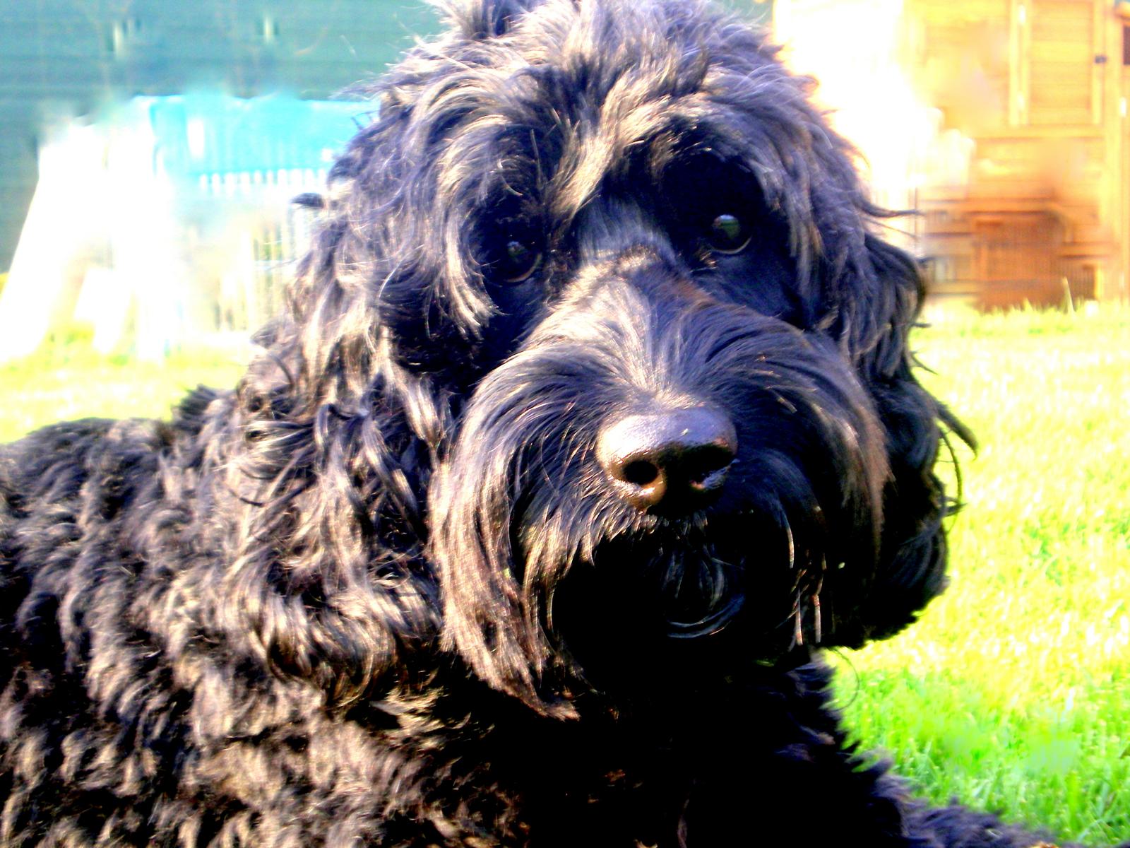 australian labradoodle